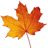 Autumn_Leaf-1